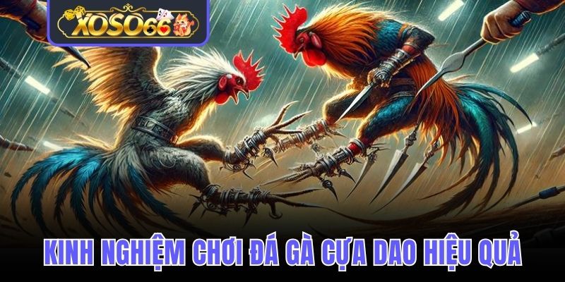 Một vài mẹo cược cựa dao hiệu quả